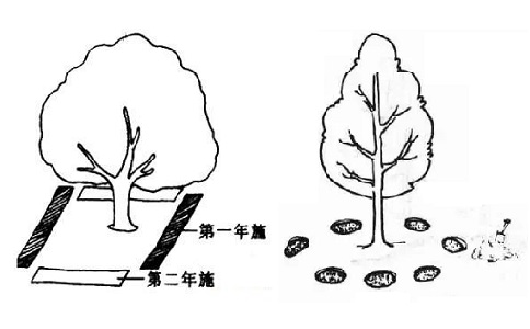 溝狀、穴狀施肥方法